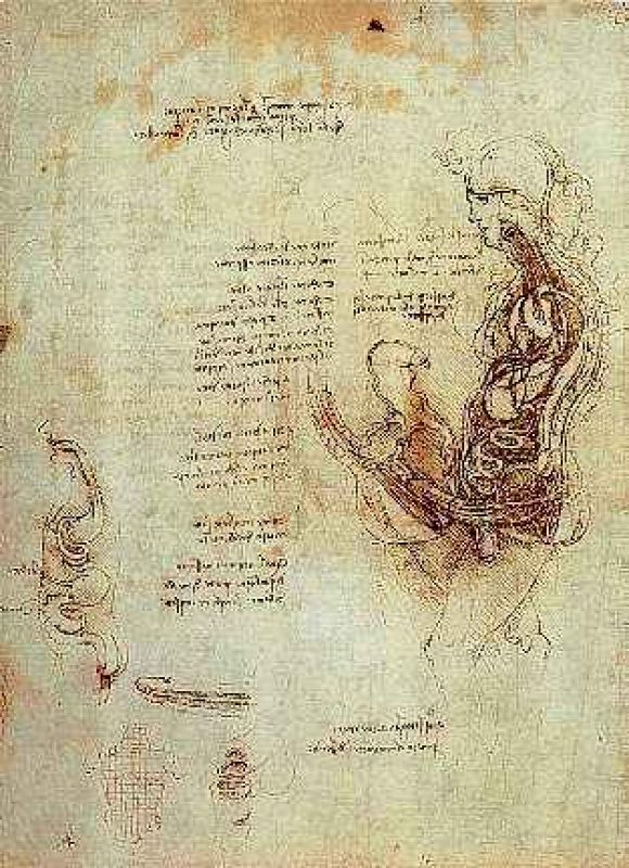 dibujo del acto sexual y del organo sexual masculino hacia 1492.jpg